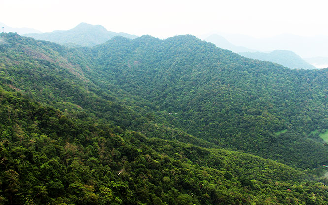 Forests of Wayanad