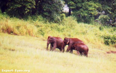 Three
                is a Family: A herd of elephants at the Thekkady
                Wildlife Santuary, Kerala, India.